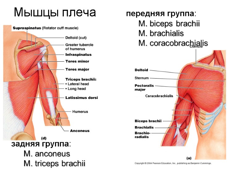 Мышцы плеча передняя группа:  M. biceps brachii  M. brachialis  M. coracobrachialis